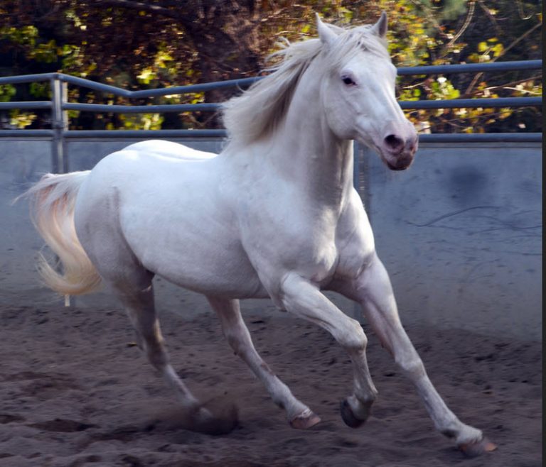 Camarillo White Horse » Horsebreed » Horsemenguide