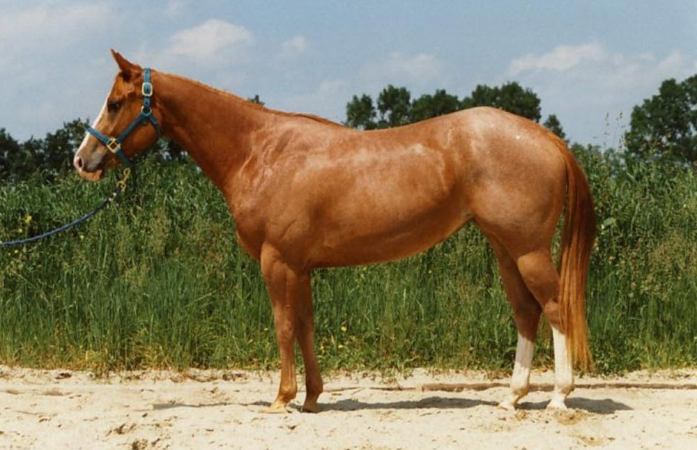 This image has an empty alt attribute; its file name is quarter-horse.jpg